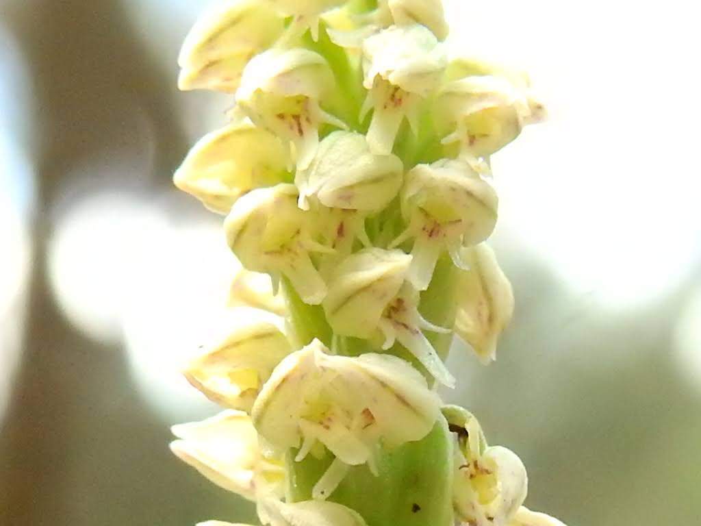 Neotinea maculata