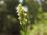 Neotinea maculata