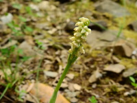 Neotinea maculata