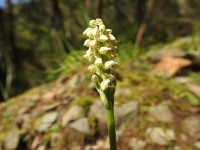 Neotinea maculata