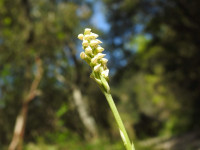 Neotinea maculata