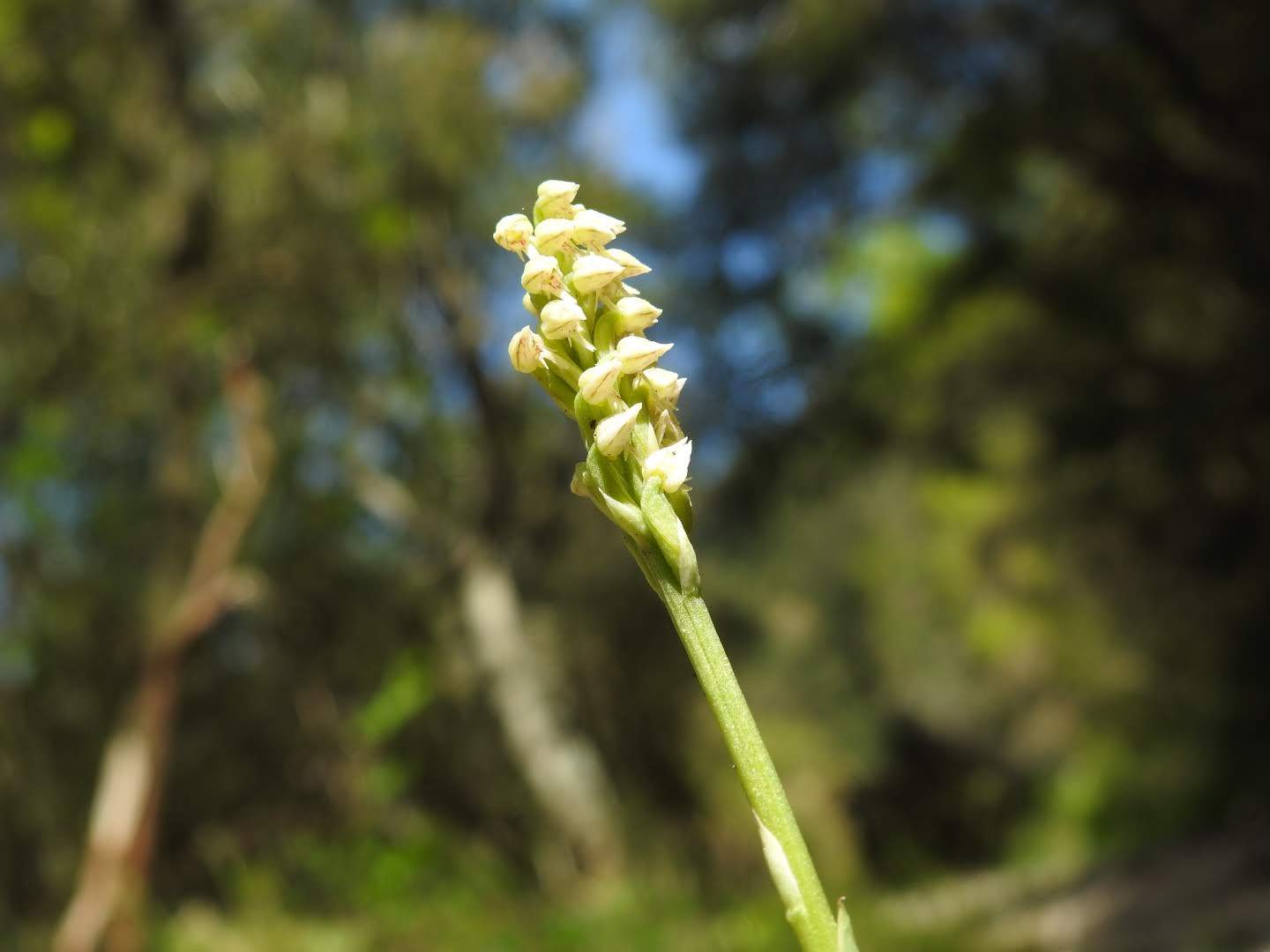 Neotinea maculata