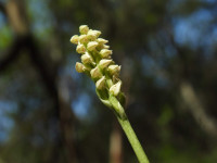 Neotinea maculata