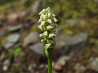 Neotinea maculata