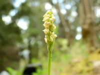 Neotinea maculata