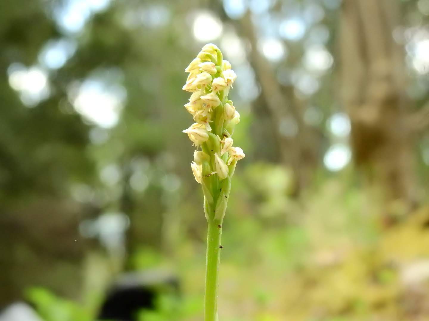 Neotinea maculata