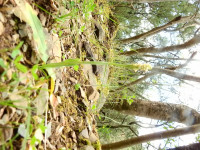 Neotinea maculata