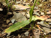 Neotinea maculata