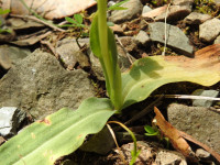 Neotinea maculata
