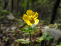 Ranunculus sardous