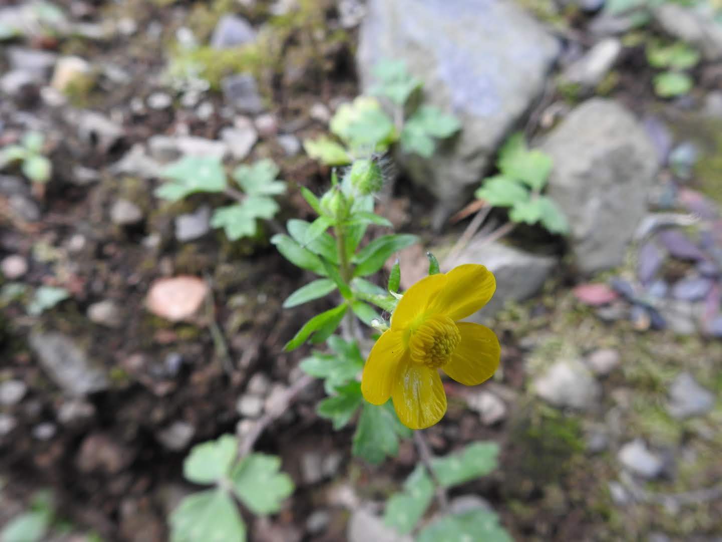 Ranunculus sardous