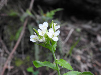 Pseudoturritis turrita