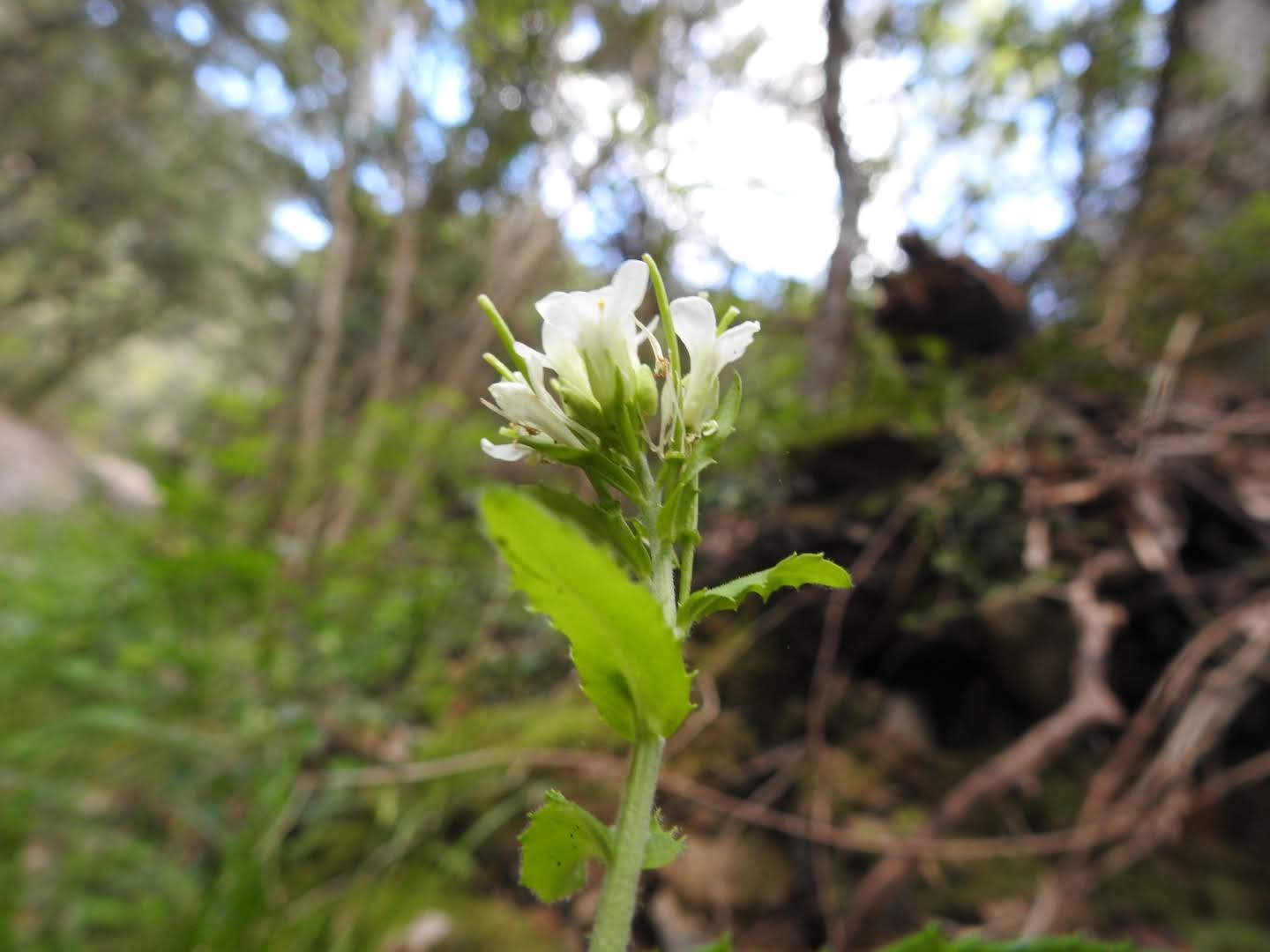 Pseudoturritis turrita