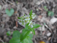 Pseudoturritis turrita