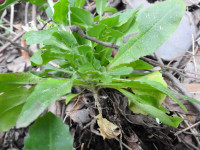 Pseudoturritis turrita