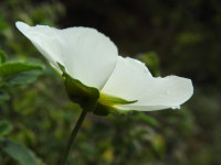Cistus salviifolius