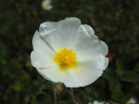 Cistus salviifolius