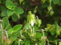 Cistus salviifolius