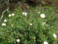 Cistus salviifolius