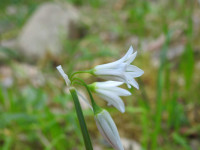 Allium triquetrum