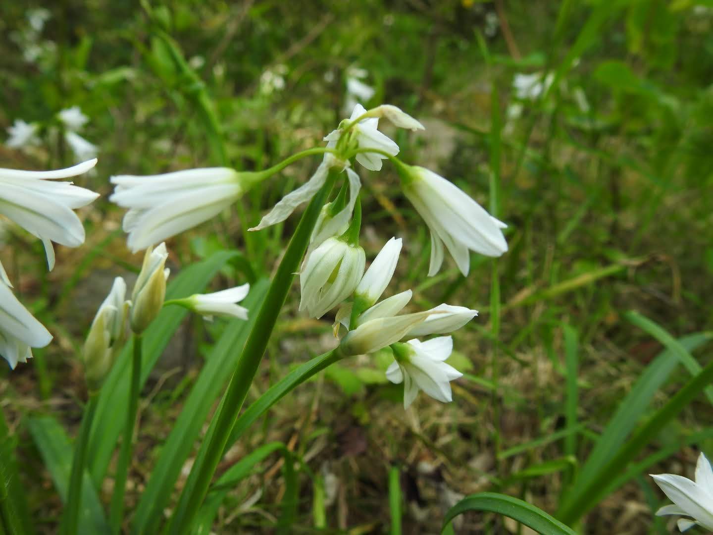 Allium triquetrum