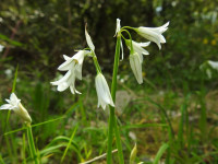 Allium triquetrum