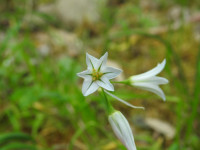 Allium triquetrum