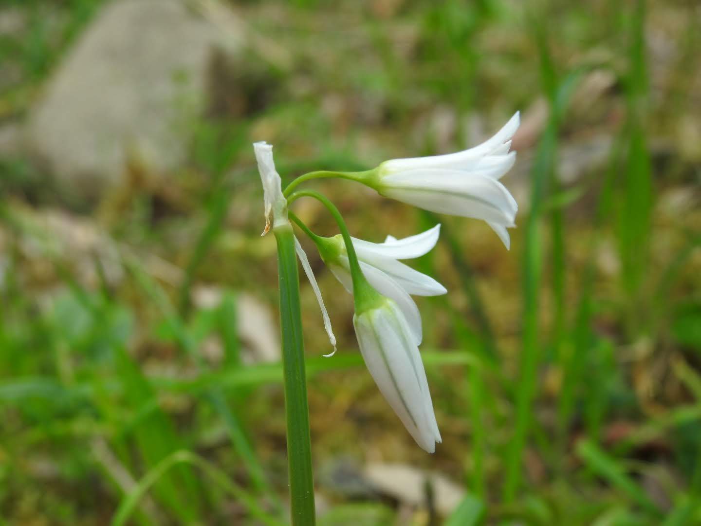 Allium triquetrum