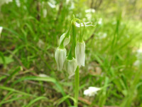 Allium triquetrum