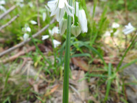 Allium triquetrum