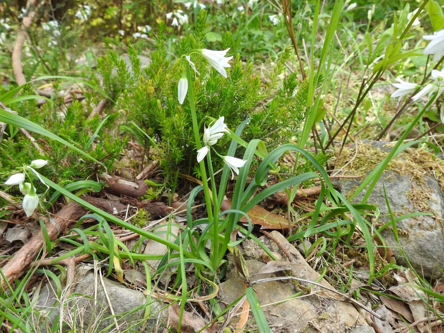 Allium triquetrum