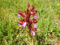 Anacamptis papilionacea