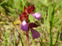 Anacamptis papilionacea