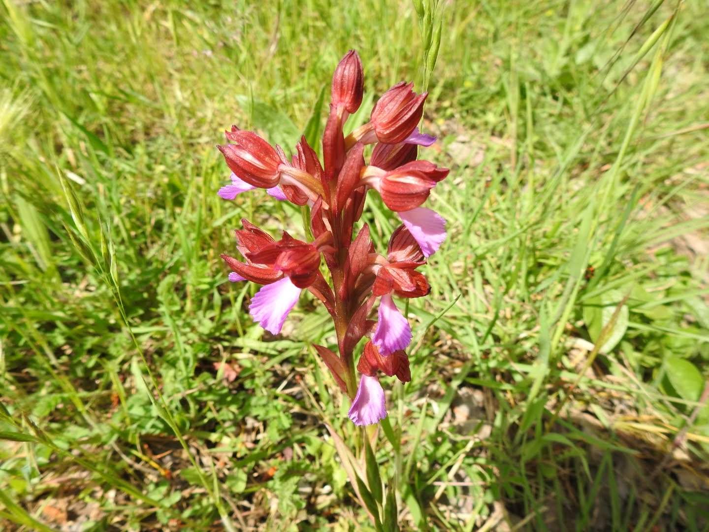 Anacamptis papilionacea