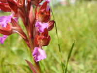 Anacamptis papilionacea