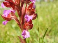 Anacamptis papilionacea