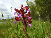Anacamptis papilionacea