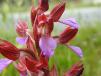 Anacamptis papilionacea