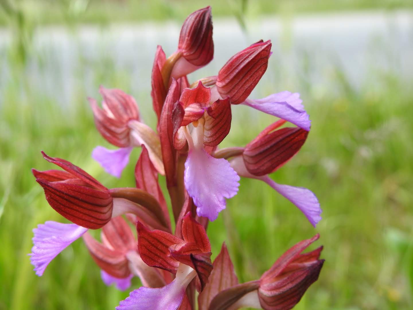 Anacamptis papilionacea