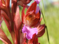 Anacamptis papilionacea