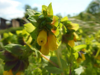 Cerinthe major