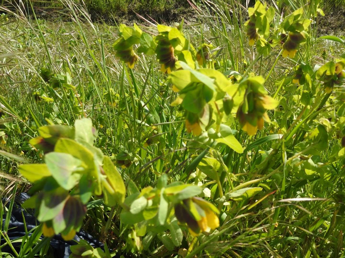 Cerinthe major