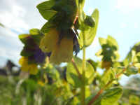 Cerinthe major