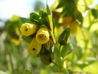 Cerinthe major
