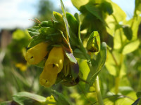 Cerinthe major