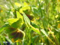 Cerinthe major