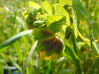 Cerinthe major
