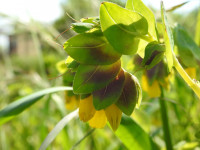 Cerinthe major