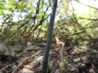 Limodorum abortivum