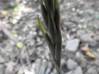 Limodorum abortivum